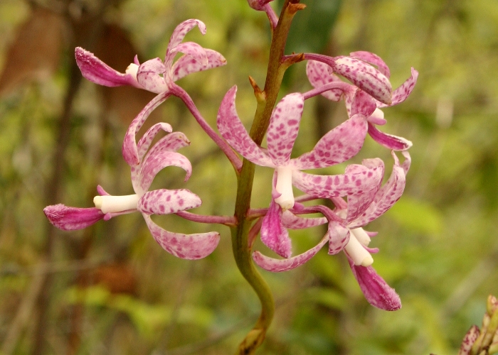 North Queensland Plants Orchidaceae